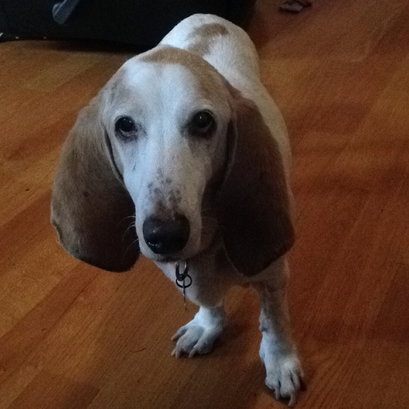 Clementine Carolina Basset Hound Rescue