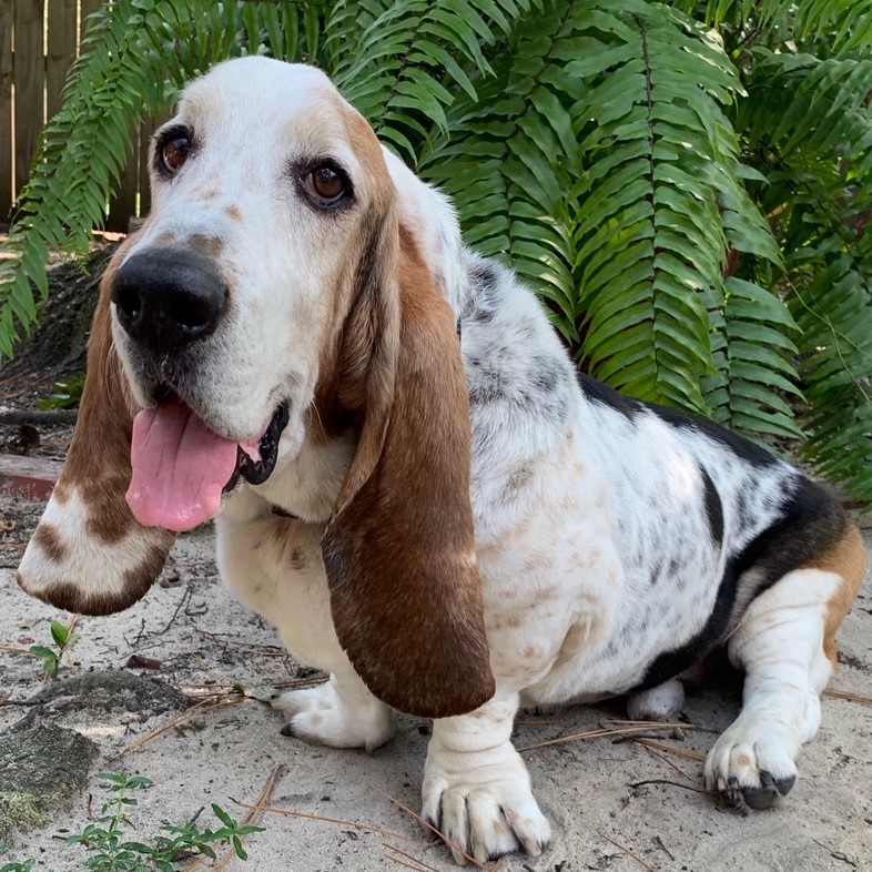 Flash - Carolina Basset Hound Rescue