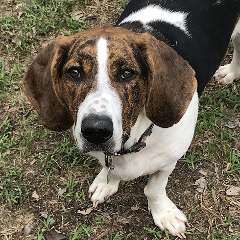 Bassets - Carolina Basset Hound Rescue