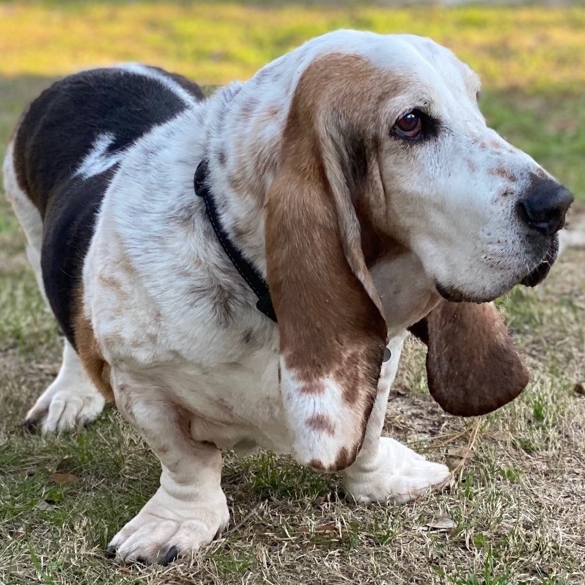 Flash - Carolina Basset Hound Rescue