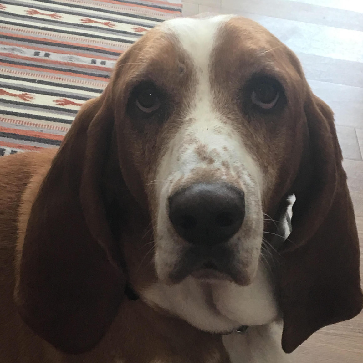 Louie - Carolina Basset Hound Rescue