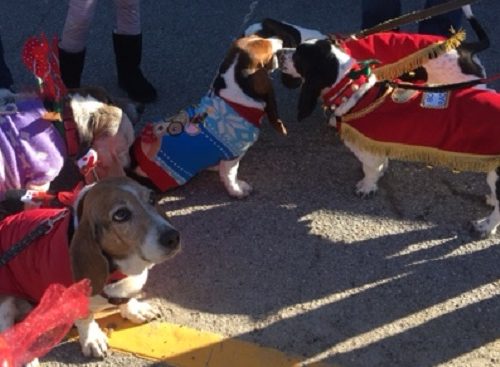 Bassets in parade