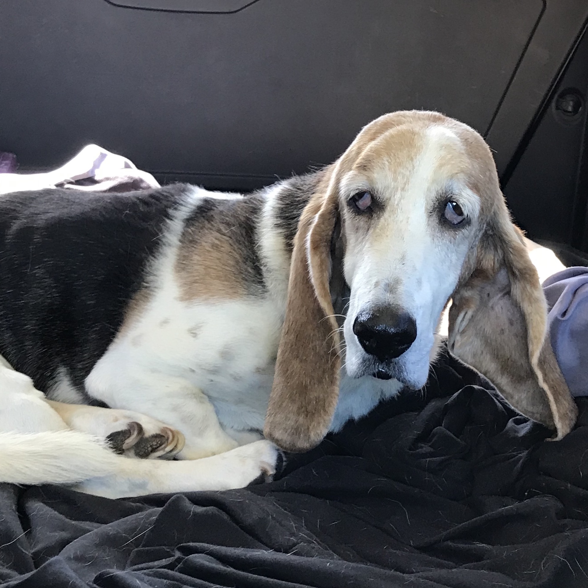 Ruthie - Carolina Basset Hound Rescue