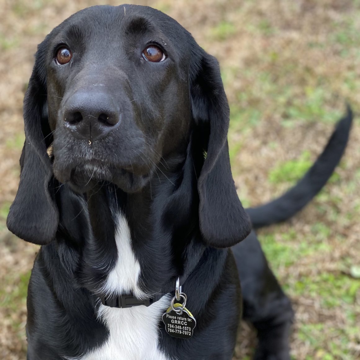 Maggie May - Carolina Basset Hound Rescue