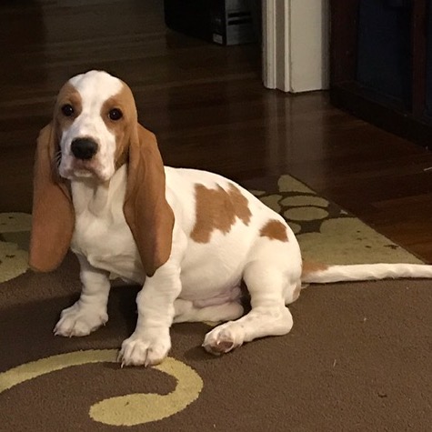 Basset hound hot sale growling