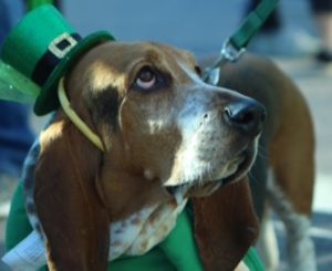 St. Patrick Basset