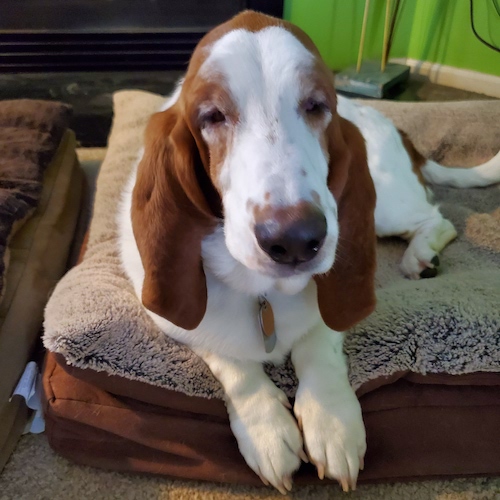 Carl Dean Carolina Basset Hound Rescue