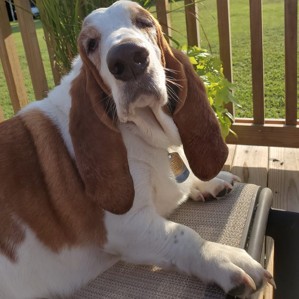 Carl Dean Carolina Basset Hound Rescue