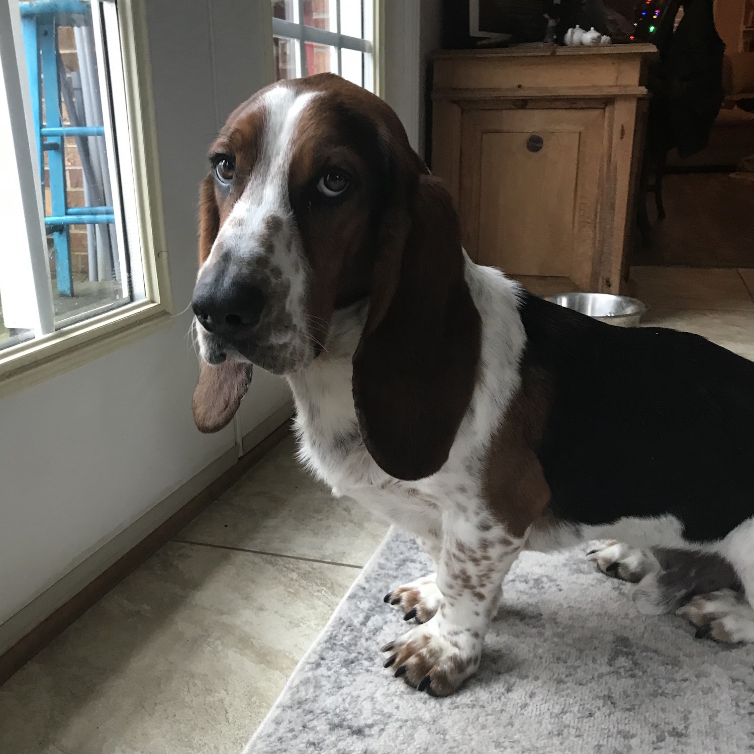 Murray - Carolina Basset Hound Rescue