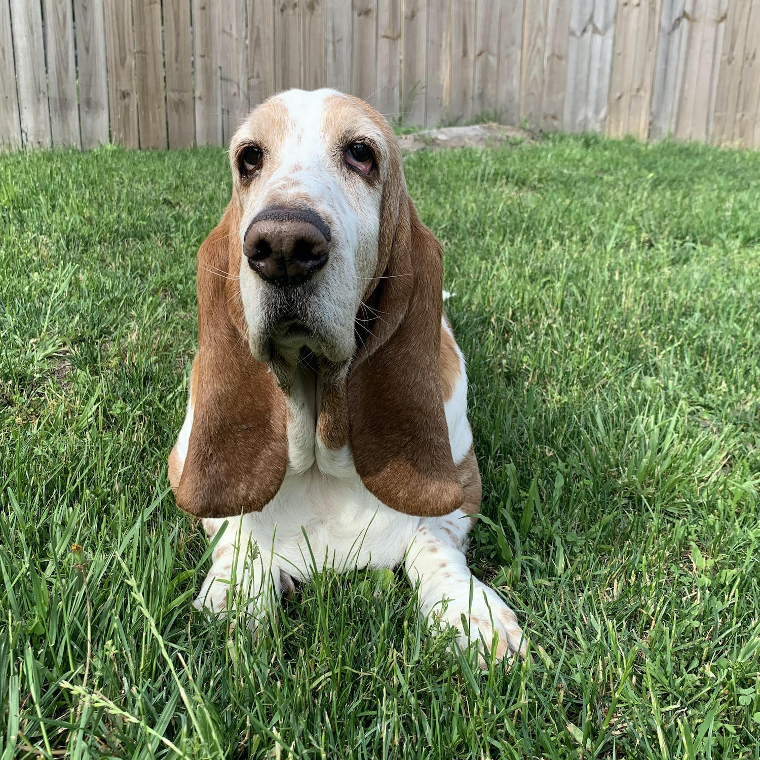 Danielle - Carolina Basset Hound Rescue