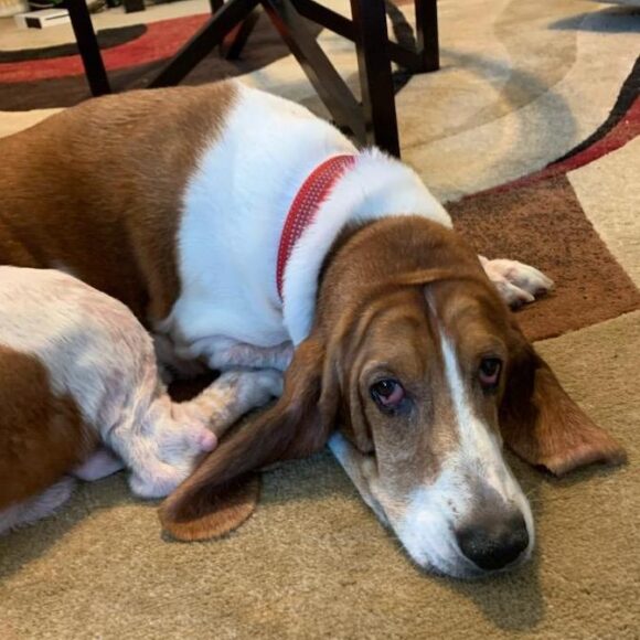 Bassets - Carolina Basset Hound Rescue