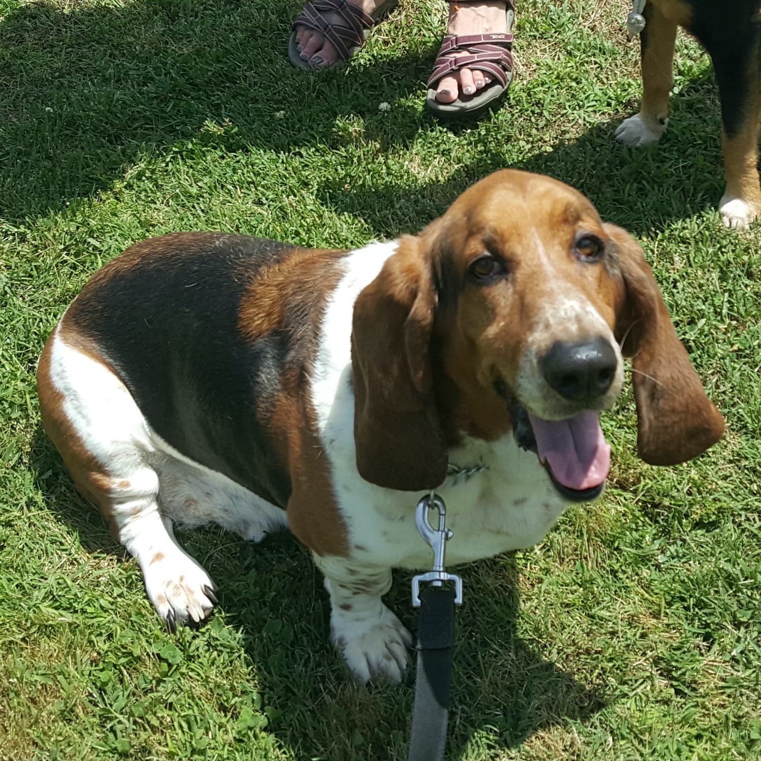 Bassets Carolina Basset Hound Rescue