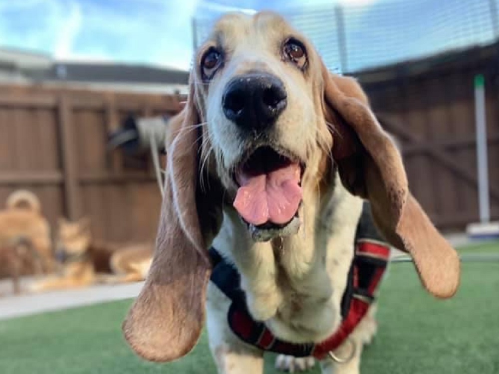 Humphrey S 3 Carolina Basset Hound Rescue