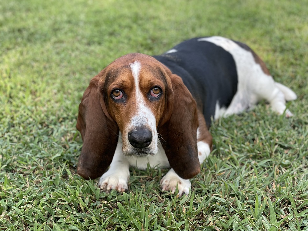 Mack 2 - Carolina Basset Hound Rescue