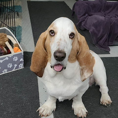 Chuck - Carolina Basset Hound Rescue