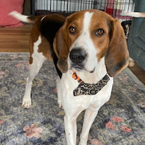 Daisy Mae Coonhound