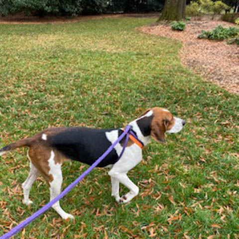 Daisy Mae Coonhound