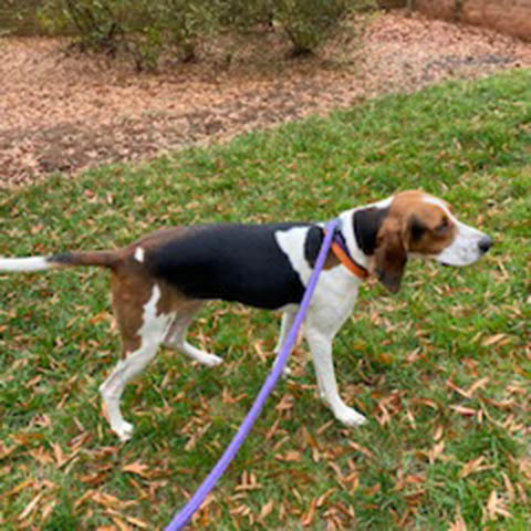 Daisy Mae Coonhound