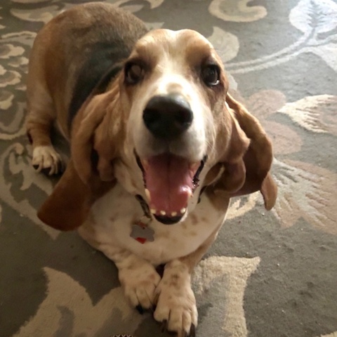 Cooper1 Cooper