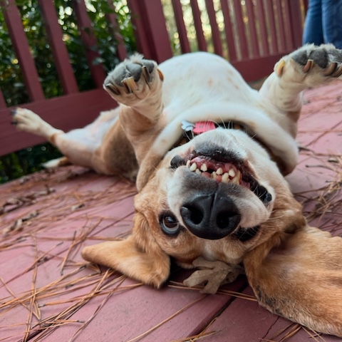 Cooper