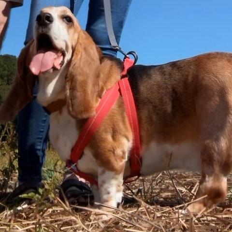 Cooper
