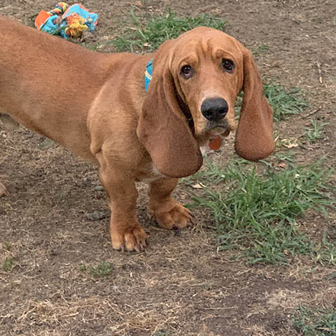 Milo (bonded with Molly Blue)