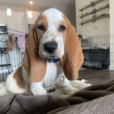 Gertie - Carolina Basset Hound Rescue