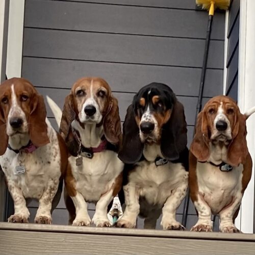 Maggie, Maisy, Charlie and Henry