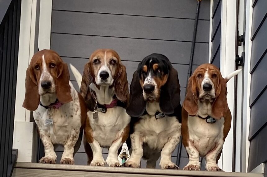 Maggie, Maisy, Charlie and Henry