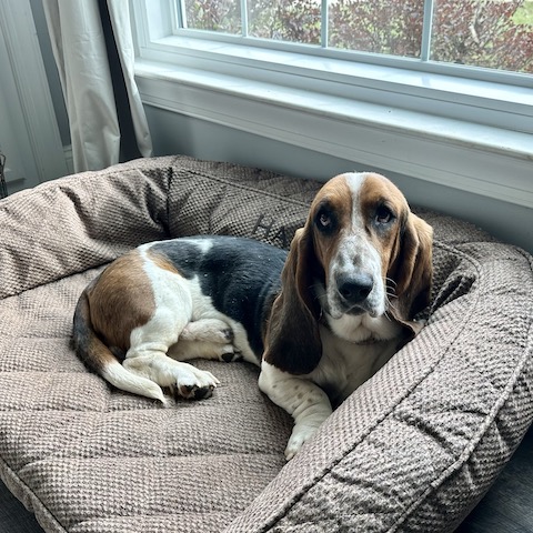 Basset shops beagle rescue