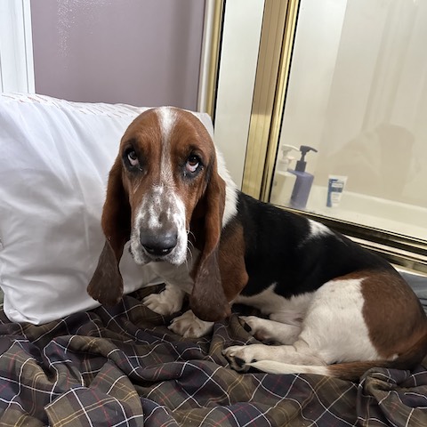 6 month hot sale old basset hound