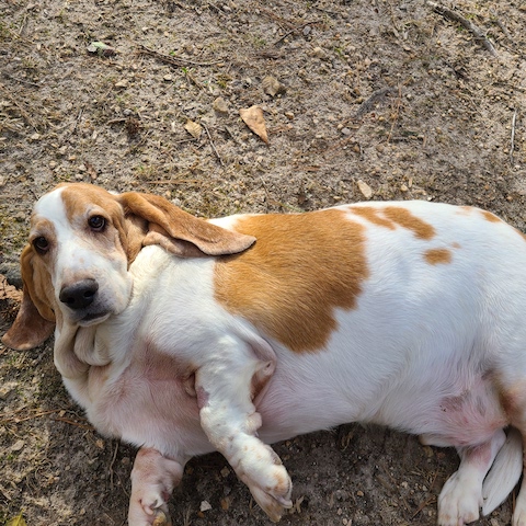 Overweight basset sale hound