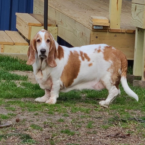 Overweight best sale basset hound