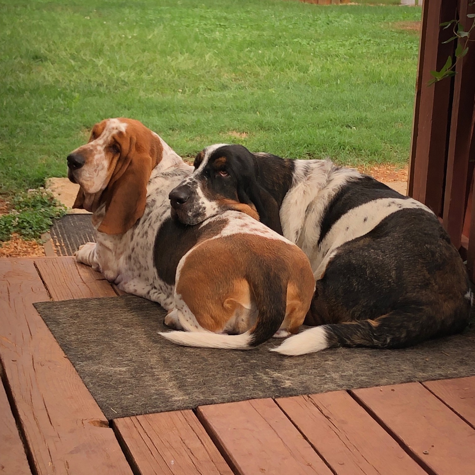 Maxximus Bonded With Lulu I Carolina Basset Hound Rescue 8831