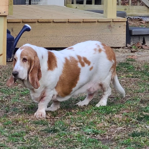 Overweight basset sale hound