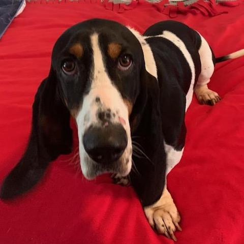 Hank B. - Carolina Basset Hound Rescue