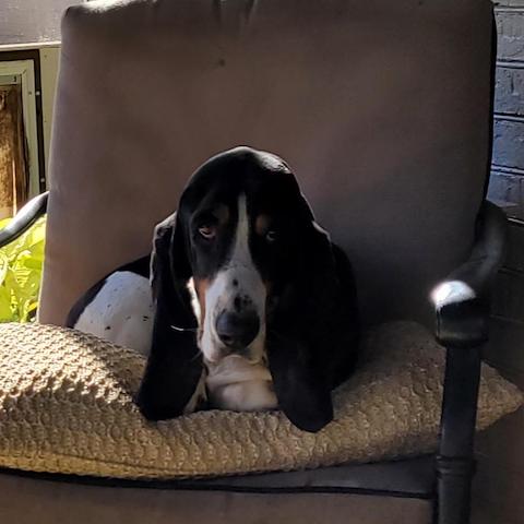 Hank B. - Carolina Basset Hound Rescue