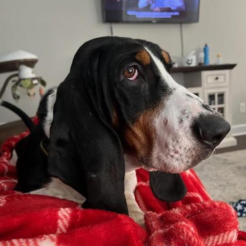 Hank B. - Carolina Basset Hound Rescue