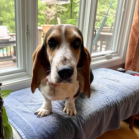 Sophia - Carolina Basset Hound Rescue