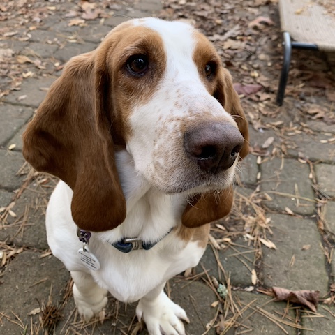 Sunflower - Carolina Basset Hound Rescue