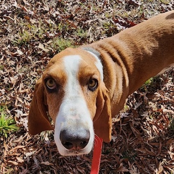 Copper (bonded with Blu)