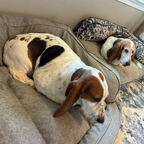 Dottie and Gladys (bonded pair)