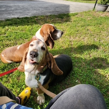 Taffy (bonded with Copper)