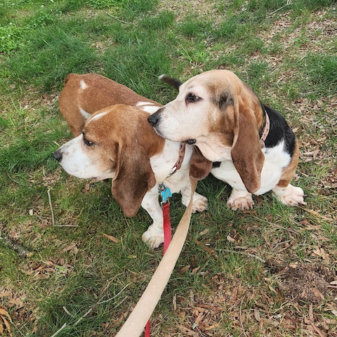 Copper (bonded with Taffy)