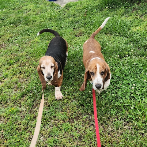 Copper (bonded with Taffy)