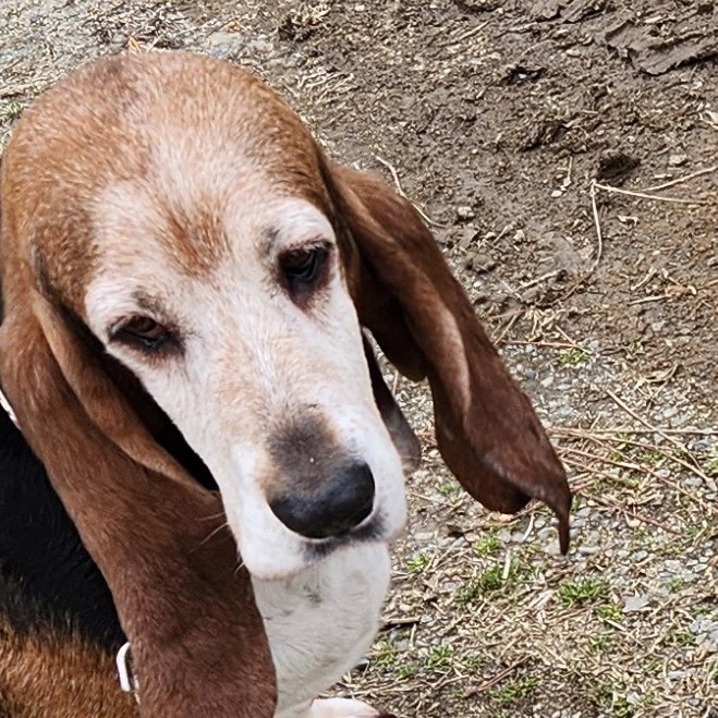 Taffy (bonded with Copper)