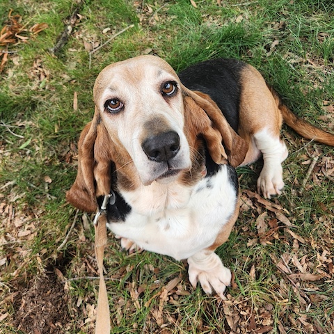 Taffy (bonded with Copper)