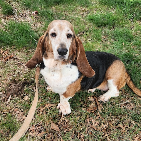 Taffy (bonded with Copper)
