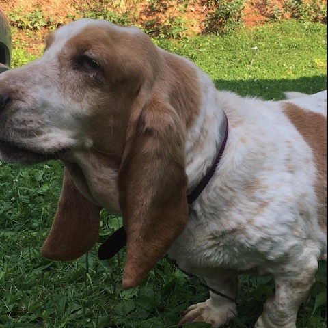 Annie (bonded with Paddy)