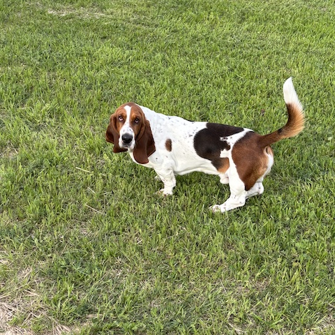 Barley